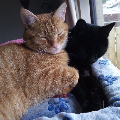 Profile Picture of Julie Witherow (@julie_witherow) on Twitter