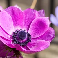 Profile Picture of Rose Chau (@rose-chau-1) on Quora