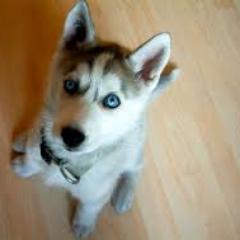 Profile Picture of Dominic Thornton (@First_Thornton) on Twitter