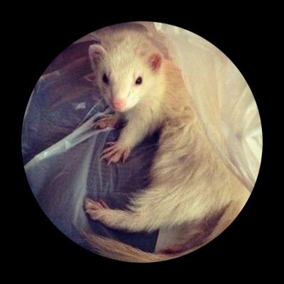 Profile Picture of Robert Dennis Bacon (@imheresobefree) on Twitter