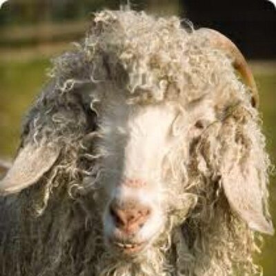 Profile Picture of Glenda (@GlendaTheGoat) on Twitter