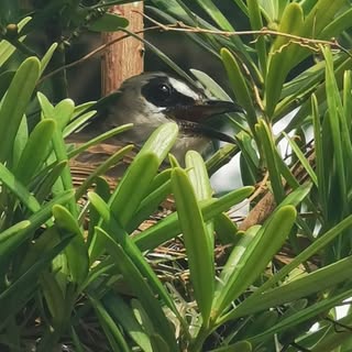 Profile Picture of Eric Lim (@limeric) on Instagram