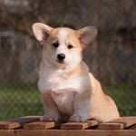 Profile Picture of Kara, Tyler, Penny & Frankie (@woodhavencorgis) on Instagram