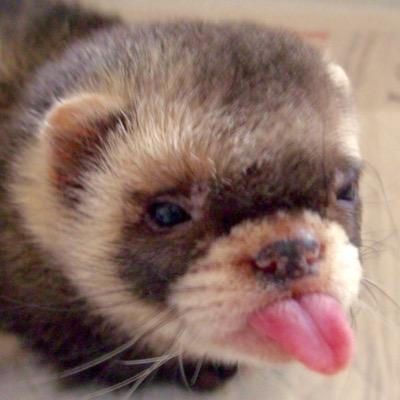 Profile Picture of Peter J Pollock (@PeterJPollock) on Twitter