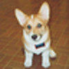 Profile Picture of Ginny Thomas (@corgi gal) on Flickr