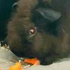 Profile Picture of Świnka morska Jerry (@_to_ja_jerry_) on Tiktok