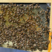 Profile Picture of Daniel Rabon (@Beekeeper4you) on Youtube