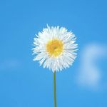 Profile Picture of Alyssa Maureen Pablo (@alllyyssum) on Instagram