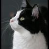 Profile Picture of Jacob Champ (@@jacob_champ1) on Tiktok
