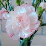 Profile Picture of Sylvia Nguyen (@nguyen.sylvia) on Instagram