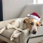 Profile Picture of Bailey Thomas-Morelli (@headrestlife) on Instagram