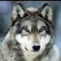 Profile Picture of T Walton  (@t-walton) on Quora