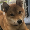 Profile Picture of Amy Hsueh (@@enesco) on Tiktok