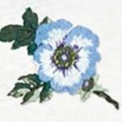 Profile Picture of Ava (@avafrankel) on Twitter