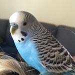 Profile Picture of Græçë Kęłłīhęr (@grace_kelliher) on Instagram