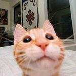 Profile Picture of That one cat (@kemper.scott) on Instagram