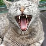 Profile Picture of Thomas Zeisel (@thomaszeisel) on Instagram