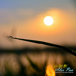 Profile Picture of Alex Pan (@alexpan5888) on Flickr