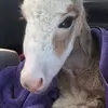 Tempothedonkey - Tiktok Profile Picture of Tempothedonkey (@tempobrown) on Tiktok