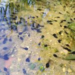 Profile Picture of Bert Simpson (@bertsimp) on Instagram