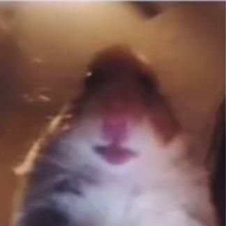 Profile Picture of Andrew.pisano (@andrew.pisano) on Tiktok