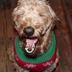 Profile Picture of Grady the Goldendoodle (@gradythegroodle) on Instagram