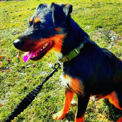 Profile Picture of Devon Fields (@DevonFi11711741) on Twitter