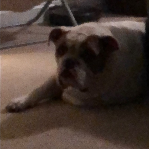 Profile Picture of Amanda Knopes (@aknopes24) on Poshmark