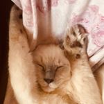 Profile Picture of Sir Cecil Thornclaws (@cecilthornclaws) on Instagram