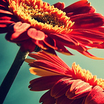 Profile Picture of Stacie Smalling (@s.smalling) on Flickr