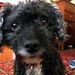 Profile Picture of Lisa Allen (@pipkinhouse) on Pinterest