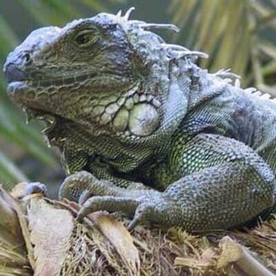 Profile Picture of Lawrence McGrath (@LawrenceMcGrath) on Twitter