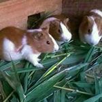 Profile Picture of Pelson David (@davidpelson) on Instagram