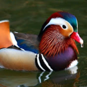 Profile Picture of Nikki Sutterby (@stardustofducks) on Youtube