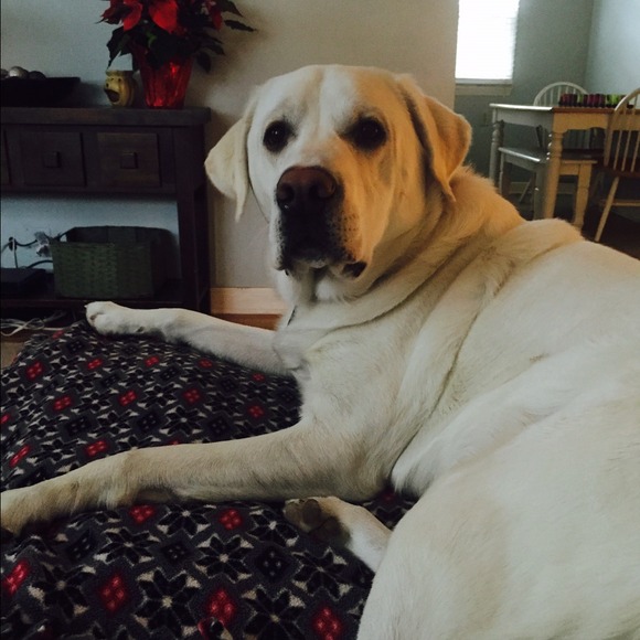 Profile Picture of Lindsey Loberg (@leweyann03) on Poshmark