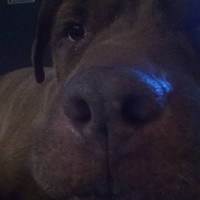 Profile Picture of Adam Vaughn (@adam-vaughn-42) on Quora