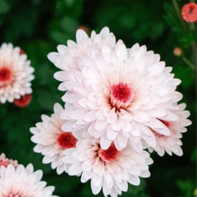 Profile Picture of Jiae Kim (@JiaeKim5) on Twitter