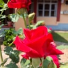 Profile Picture of Suresh Raju (@@sureshraju1) on Tiktok