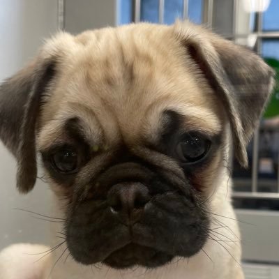 Profile Picture of Holly Soto (@hollyso49998163) on Twitter