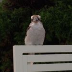 Profile Picture of Kevin Ryan (@keeeven) on Instagram