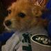 Profile Picture of Oliver Wiley (@morgans.dog.oliver) on Facebook
