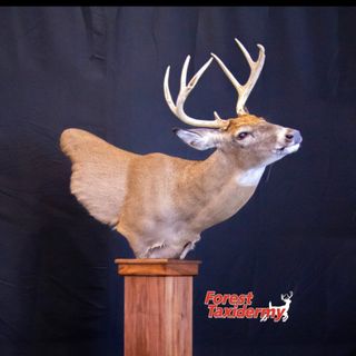 Profile Picture of Daryl Howdyshell (@forest_taxidermy) on Instagram