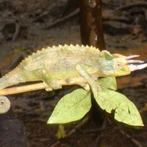 Profile Picture of Anthony Stamper (@stampalamp) on Twitter