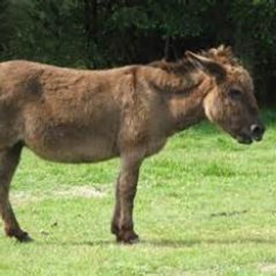 Profile Picture of MARK (@midget_poo) on Twitter