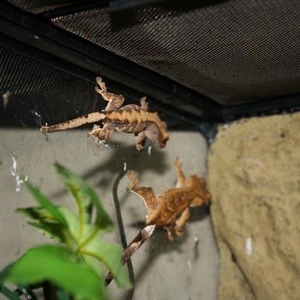 Profile Picture of Leo Terry (@leosreptiles4sale) on Myspace