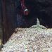 Profile Picture of Christopher Liziard (@christopher.liziard.39) on Facebook