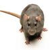 Profile Picture of Gordon Rat (@gordon.rat) on Facebook