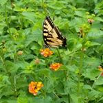 Profile Picture of Amanda McMannes (@cntrygrl50ky) on Instagram