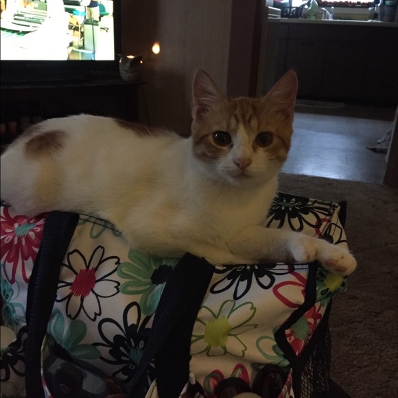 Profile Picture of Pamela Howell (@pkhowell1958) on Poshmark