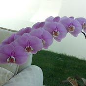 Profile Picture of Rene Resendiz Jacobo (@RRJVERSISTA) on Youtube